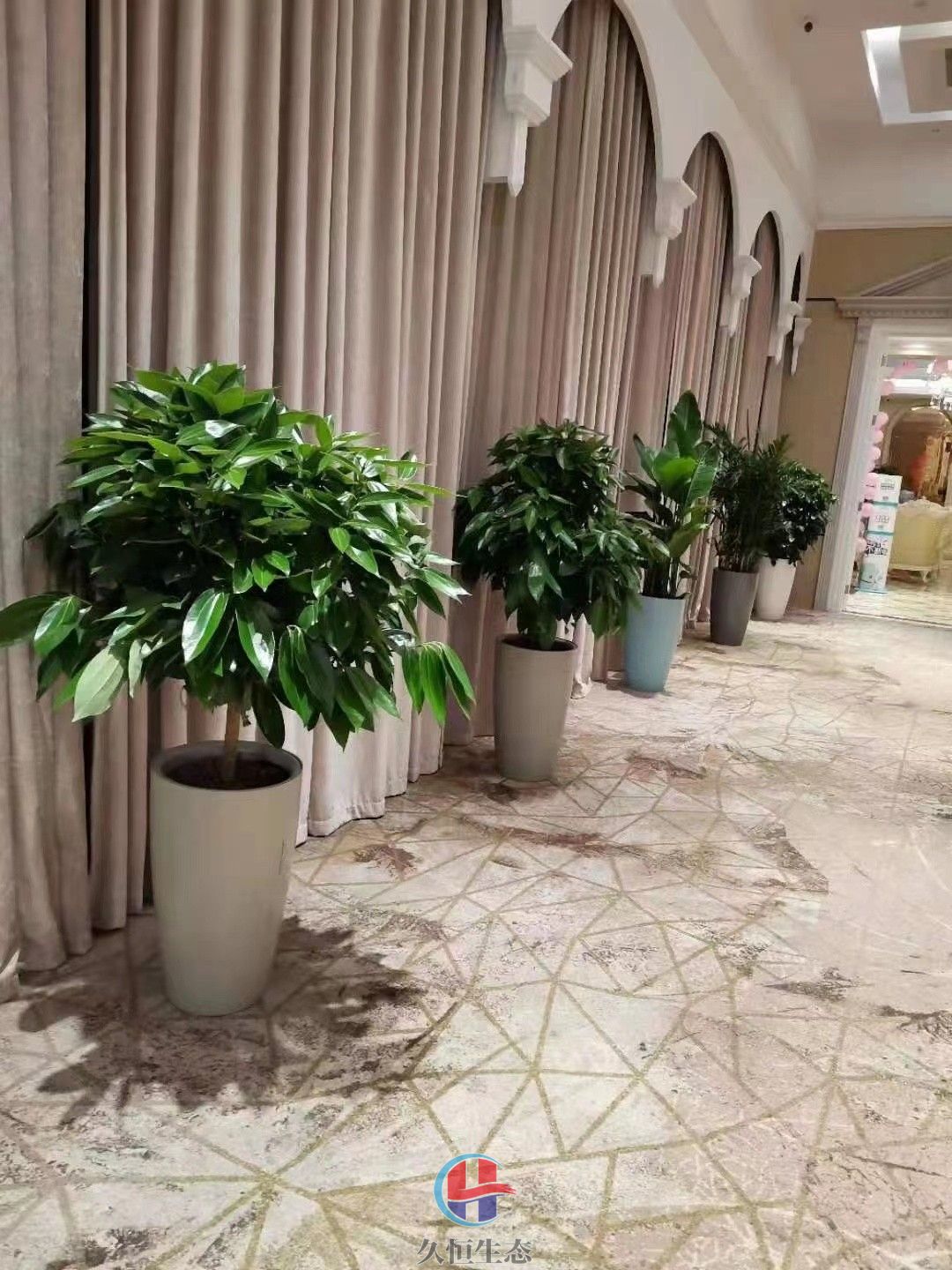 北仑酒店走廊花卉绿植摆放